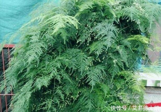 新芽|文竹就喜欢它的“汁液”,喝一口,新芽呼呼冒,稍不留神开满花
