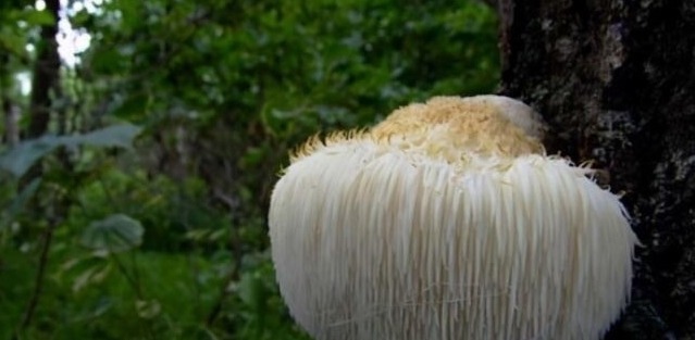 调养|13岁女孩一年长高18公分,医生:3物比牛奶更管用,平时可多食