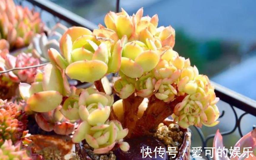 秋冬养碧桃，了解掌握几个要点，颜色靓丽爆小崽，长成小老桩