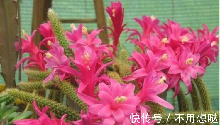 此款花卉便宜又好养,不用管照样长得旺,年年开花不断,美翻天!