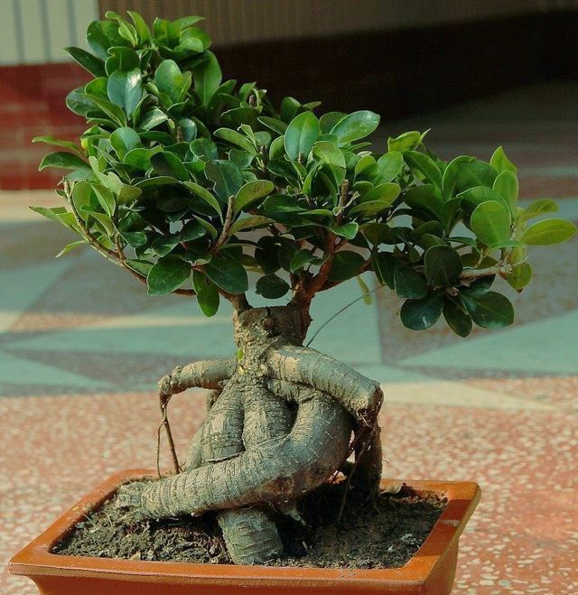 观赏性|5种苍古娇健的植物盆景,造型独特,观赏性高,摆在家里深受喜爱