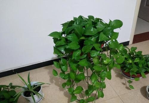 最厉害的生根剂，用来养花，轻松养出大白根，啥花都喜欢