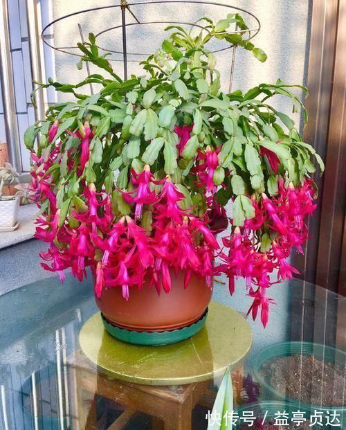 十种防辐射的绿植,装点家居好帮手,还能净化空气防辐射