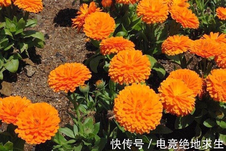 养花试试这几款,花型优美,摆放在客厅里,非常舒畅