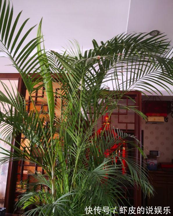 空气|12种“健康花”,家里没太阳,照样长爆盆,贵气漂亮,旺家又养人