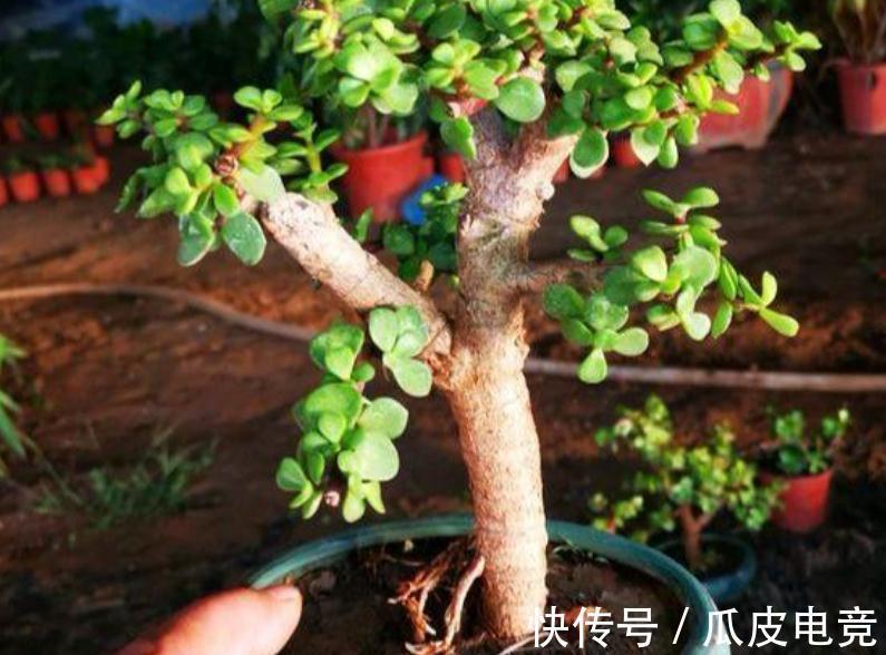 盆景|金枝玉叶盆栽养殖小技巧：日常维护、凹造型，不可忽略！