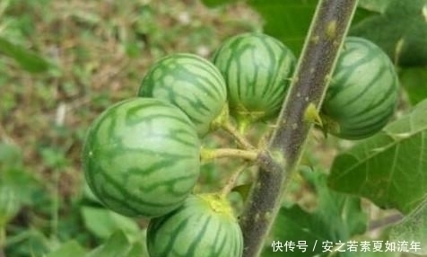 桑果树|农村常见的几大野果,你吃过几种?最后一种甜的都让人犯恶心!