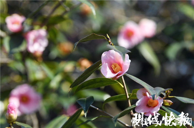 春意|春意渐浓！南京玄武湖茶花盛开