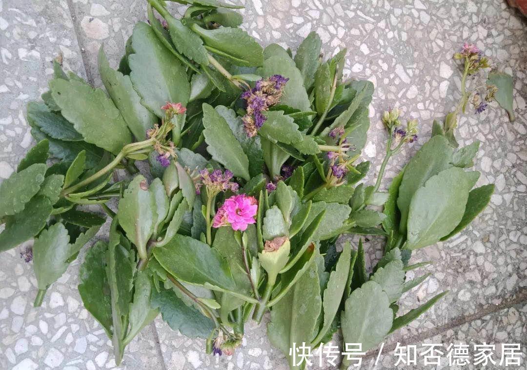 死翘翘|5种“降价花”,九月不要买,买了养不好,白白浪费钱
