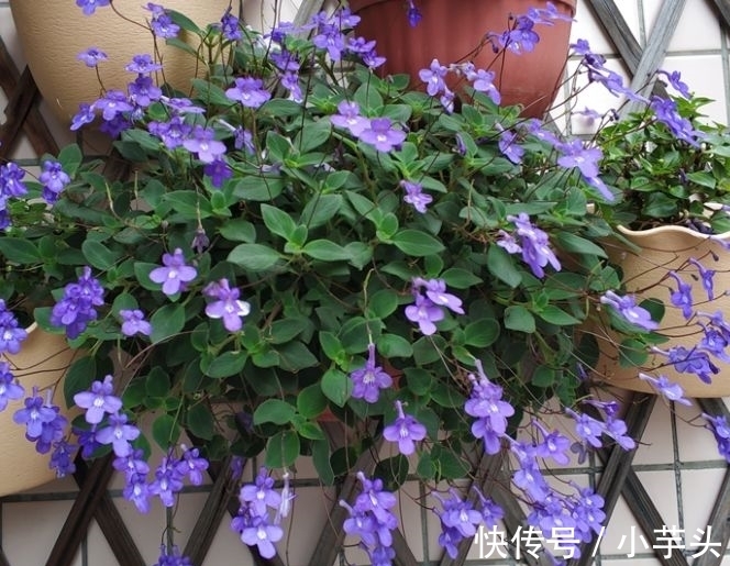 冬月大雪后,养什么花?以下3种花,寓意前程似锦红红火火