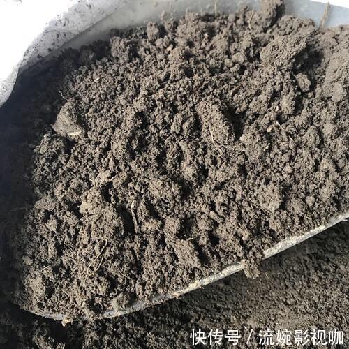 羊粪肥|养花旧土别扔,“3样”东西加一点,土质肥沃,养花特旺,开花多