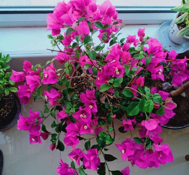 月季|天凉养三角梅、长寿花、月季，9月抓紧时间催花，10月花满树