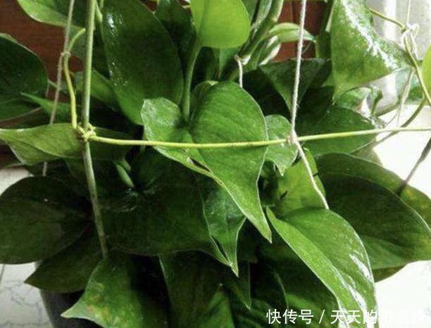 轻松|教你在家水培绿萝,多注意2点细节,枝叶轻松爆满盆,忒美