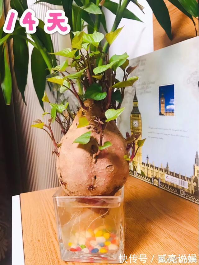 玉米粒|2个月没在家,厨房的菜变成小森林,再也不用买花了!水培蔬菜盆