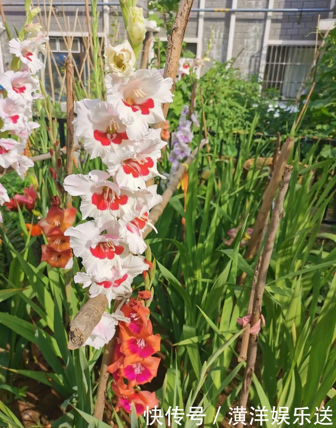 矮牵牛|70岁老妈,一天也闲不住,院子里种满了花!