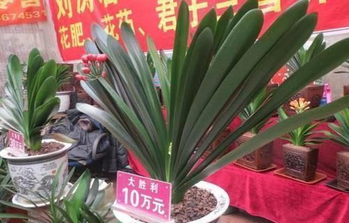 君子兰|此花再贵,家里都要养2盆,旺宅招财还养人,价值珍贵增福气