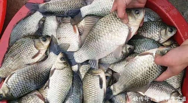 冬季饵料学会这样开,钓鱼一样不比蚯蚓红虫差,快来学学吧!