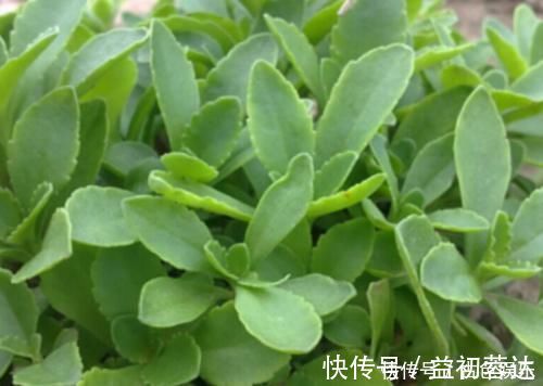 高血压|农地里被忽视的这种野菜，或是高血压“克星”，建议：不妨多吃点