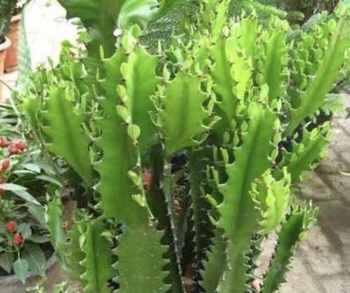 逛花市，看到“1种花卉”，记得买回家，被称为“镇宅花”，好养