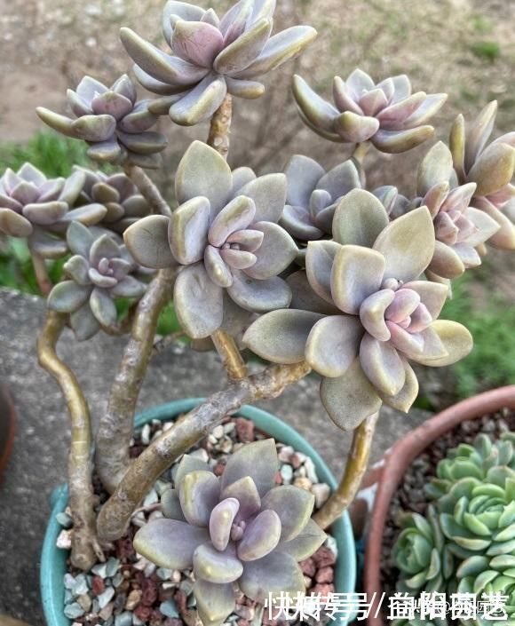 肉肉|从0开始养多肉,肉肉买回家,按照这套方式来养,死亡率最低