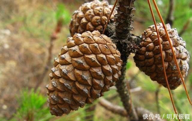  松塔只是好看的吗原来还是养花法宝，埋进花盆，比肥料效果更好