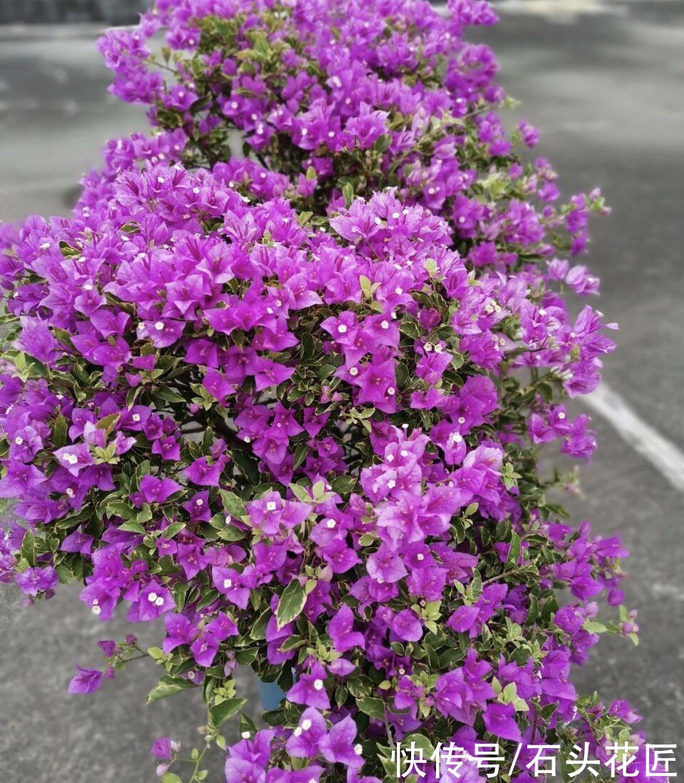 想让你的花园更好看？春天养上“3种花”，都是“见花”不见叶