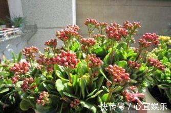 盆栽|养长寿花,就用“它”,用一次管1年,叶子油绿,花还多,好用!