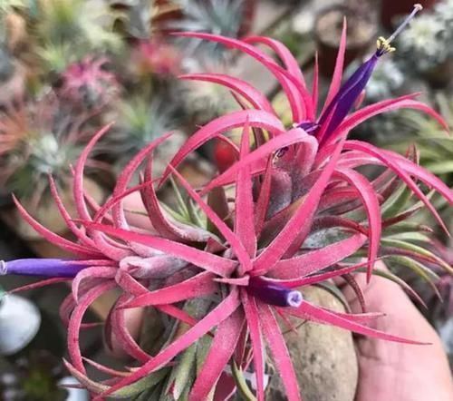 养花选什么省心首选6种植物,适合养室内,格外好打理