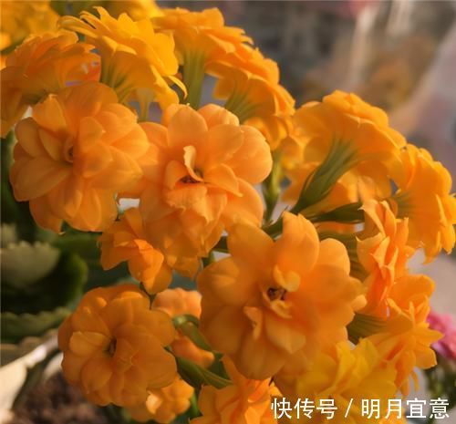 花期|长寿花不现苞?直接“放大招”,花苞直冒,开花不断大半年