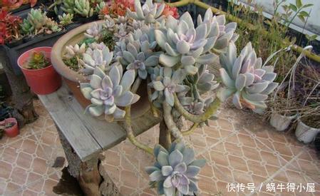 春天养多肉选它,皮实又好养,上色美极了,容易成老桩
