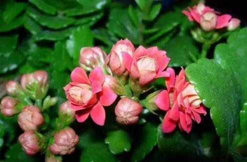 想要养好长寿花,盆里7天加点“它”,呼呼冒花芽,一个劲开花!