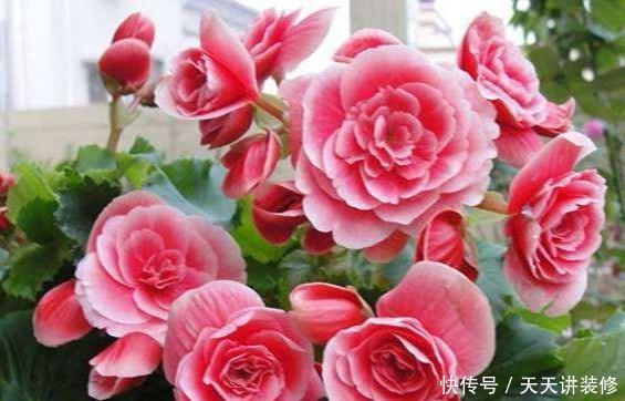 花店|五月逛花店,5种花不值得买,买了也浪费,要记得