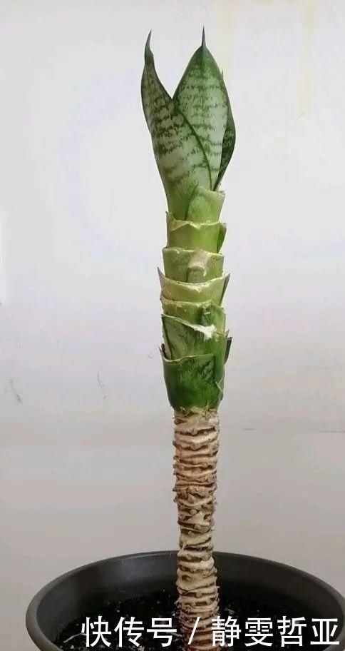 虎皮兰,红掌,吊兰养成老桩，变成大树，真壮观