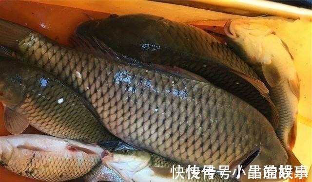 红糖|老钓手分享自己用了几年的酒米配方,每次野钓都能钓个十几斤