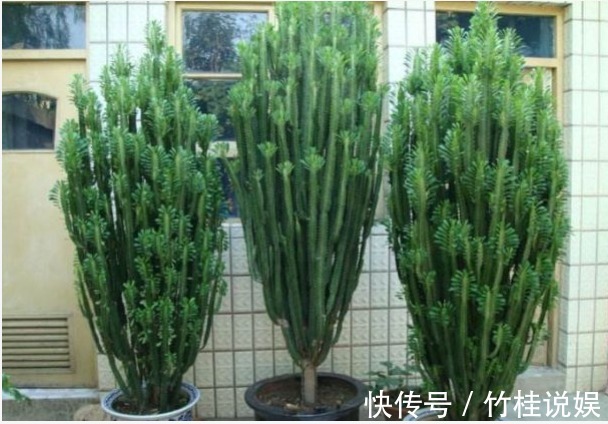 栀子花开|越穷越要养的“3大镇宅花”,既养人又运财,图4养好值不少钱