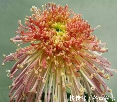 莲花|喜欢菊花，不如养盆“菊中珍品”唐宇秋荷，似清新莲花，婀娜多姿