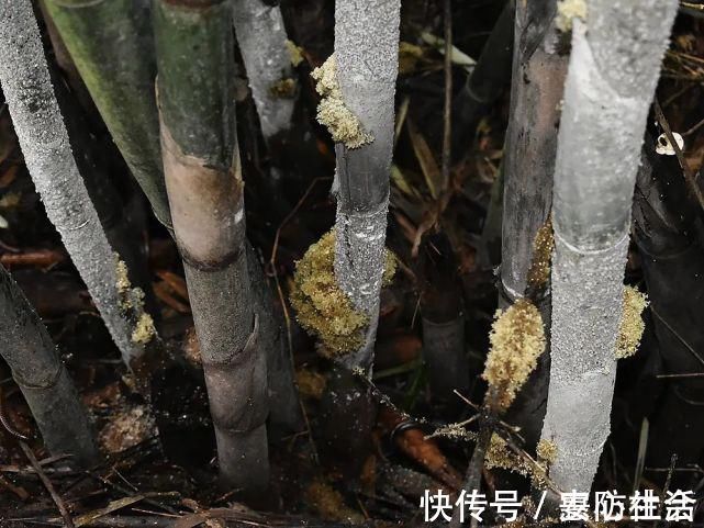 竹子|竹子被虫咬后开的花，若你家竹林里有，请别当病害，价值十分珍贵