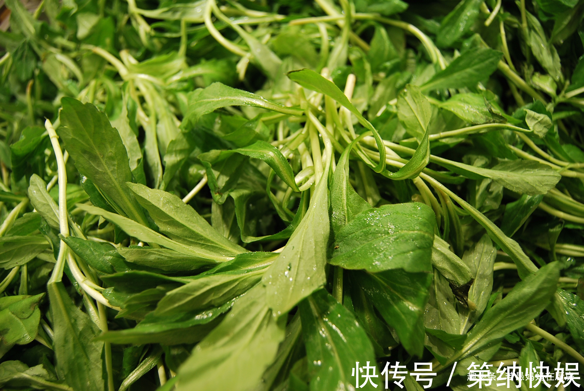 美味|春季必吃的8种野菜,鲜嫩美味有营养,错过又得等一年