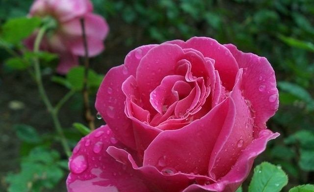 月月红|4种美丽的花卉盆栽,花香阵阵,花期长达半年,种在阳台开成花海