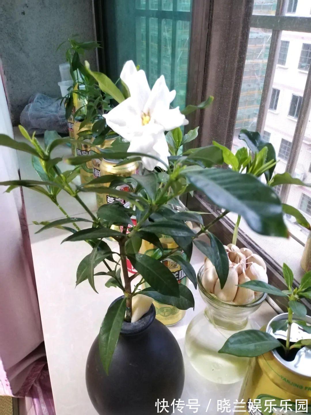 绿萝|最难养的7种花,丢水里反而蹭蹭长,根系长满瓶!