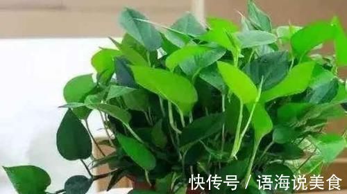 绿萝|4种花是花中“酒鬼”,每月喝两杯,根壮叶肥厚,还能多开花