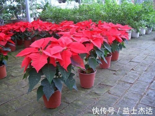 这3种花卉终将被淘汰,好看是次要的,关键是有毒