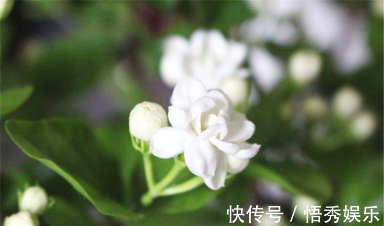 养茉莉,做好“三勤一懒”,茉莉呼呼冒花苞,开花开到深秋去!