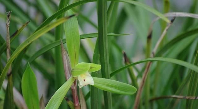 种植|农村太多养花宝贝了这2种好找又实用,回去捡一麻袋
