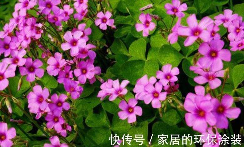 长春花|盘点10款漂亮花,号称“开花机器”,一开就是300天,适合新手