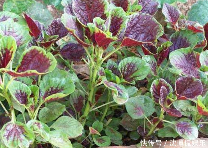 苋菜可以种到阳台上看看别人都是怎么种的,收割一茬又一茬!