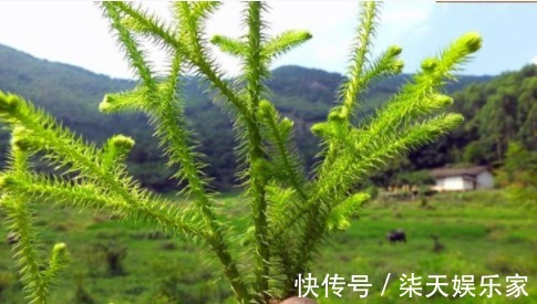 良药|农村一种杂草,价值珍贵,是一种良药,具有治疗风寒湿热关节痛