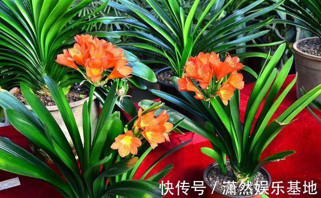 张大爷养的君子兰，一年能开2次花，把他的方法毫无保留地分享