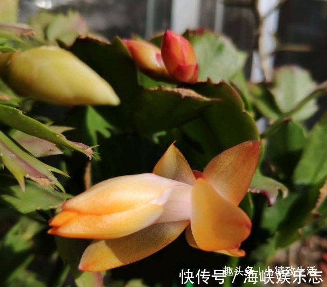 叶片|9月做件事,唤醒蟹爪兰,10月2方法,开花爆满盆