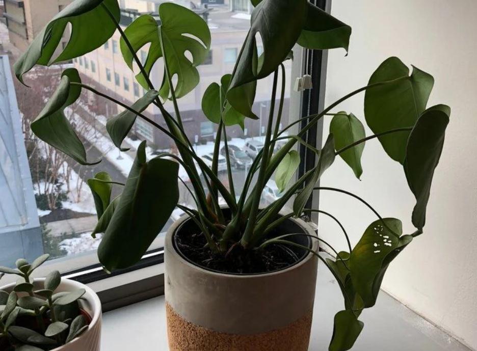 家庭盆栽龟背竹该注意什么？弄懂这些，养好不难